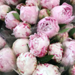 Lift upyour daily rituals with flowers. Pink Peony from trader Joes