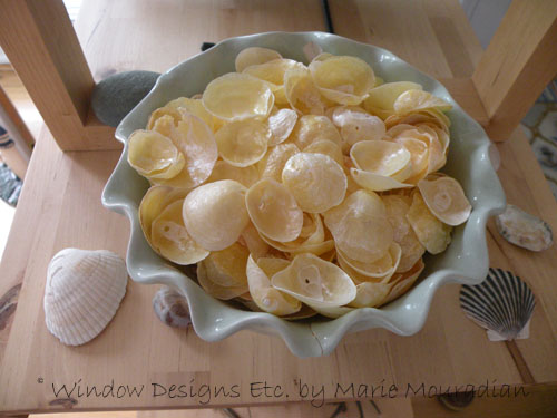 Shells in bowl