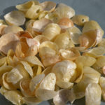 Cape Cod sea shells found on Seagull beach in West Yarmouth. Gold shells with holes