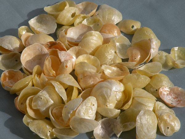 Cape Cod sea shells found on Seagull beach in West Yarmouth. Gold shells with holes